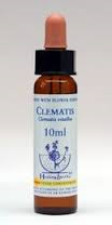 Clematis Healing Herbs - Bach Flower Remedy
