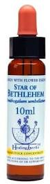 Star of Bethlehem Healing Herbs -  Bach Flower Remedy