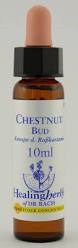 Chestnut Bud Healing Herbs - Bach Flower Remedy