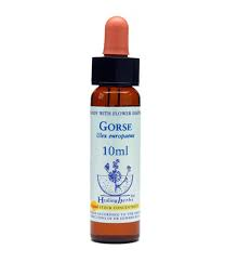 Gorse Healing Herbs - Bach Flower Remedy